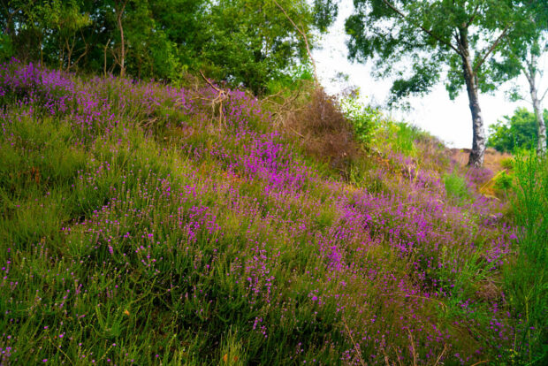 image shows purple Bell heather in bloom at Chasewater and the Southern Staffordshire Coalfield Heaths SSSI, one of the key sites in the Purple Horizons Nature Recovery Project.
