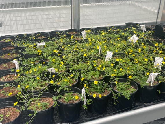 image shows The Birmingham and Black Country Wildlife Trust and the University of Birmingham's work in collaborating on research to propagate Tormentil from locally collected seed, to help the Tormentil Mining Bee. This is part of a longer-term ambition within the partnership to generate more locally-sourced plant material for habitat restoration. In the photo, you can see lots of tormentil plants growing in rows of black pots, they are in flower, with yellow, daisy-like flowers