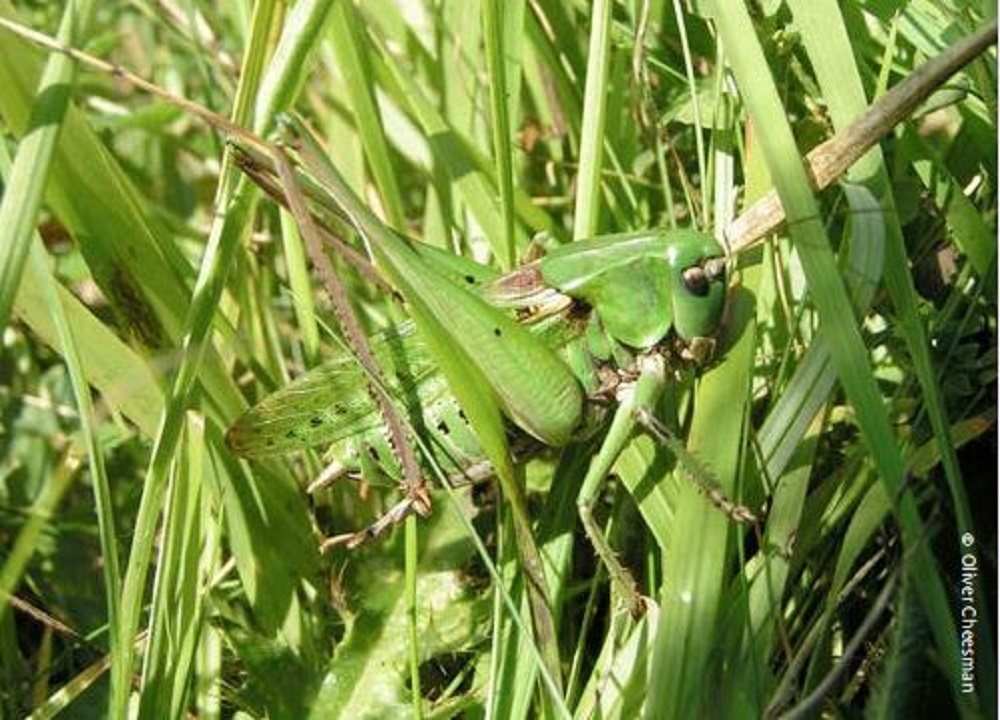 Wart-biter Cricket. Credit: Olive Cheeseman