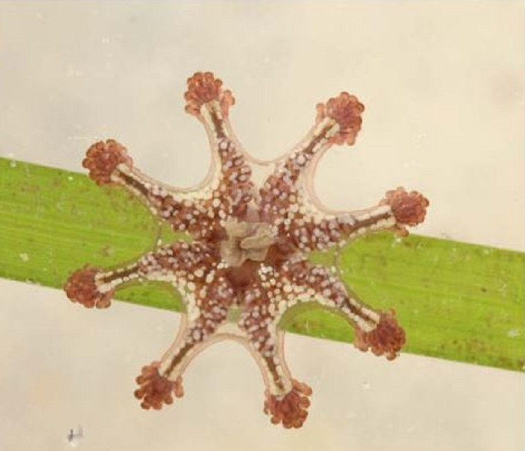 Stalked jellyfish. Credit: David Fenwick