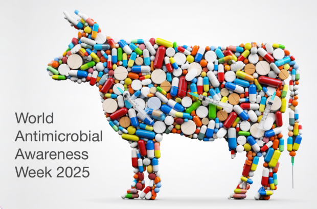 Silhouette of a cow made of tablets and syringes. The title, "World Antimicrobial Awareness Week 2025" is displayed next to the cow.