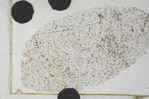 Plane Polarized, S31671/A