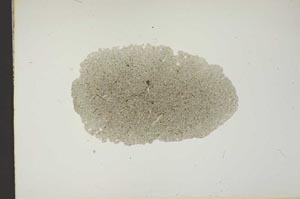 Plane Polarized, S14650