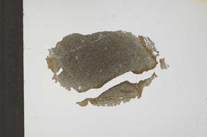 Plane Polarized, S14698