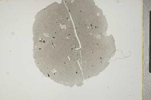 Plane Polarized, S14363