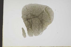 Plane Polarized, S17874