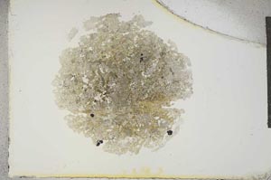 Plane Polarized, S15572