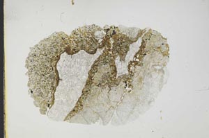 Plane Polarized, S16464