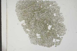 Plane Polarized, S16676