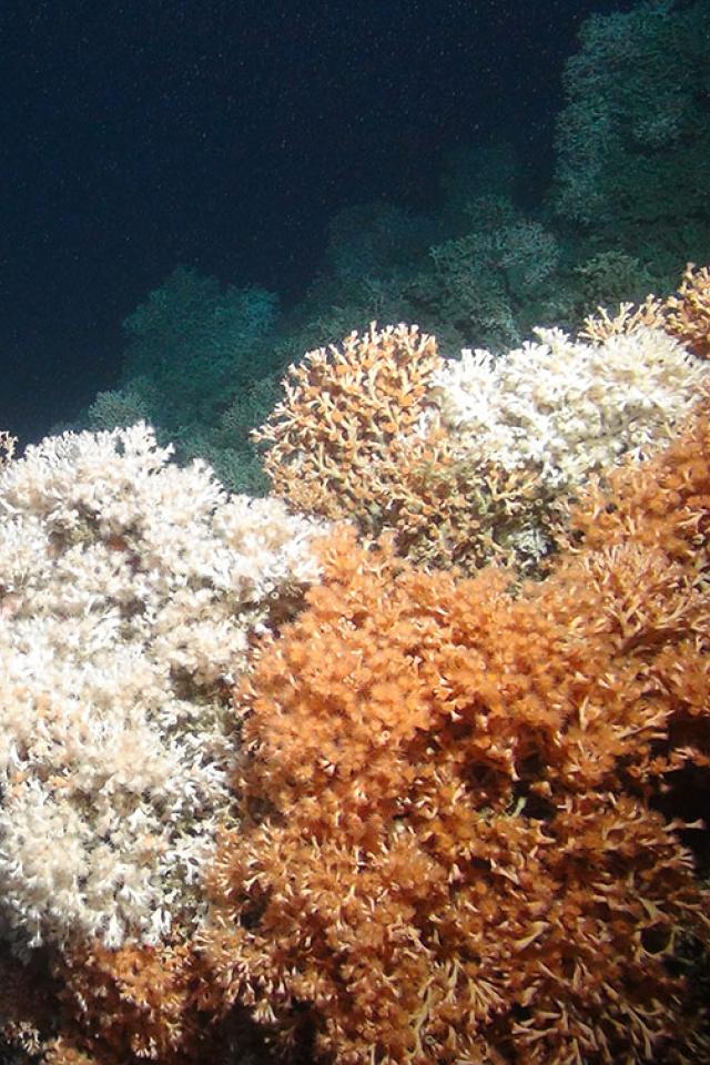 Marine Heatwaves