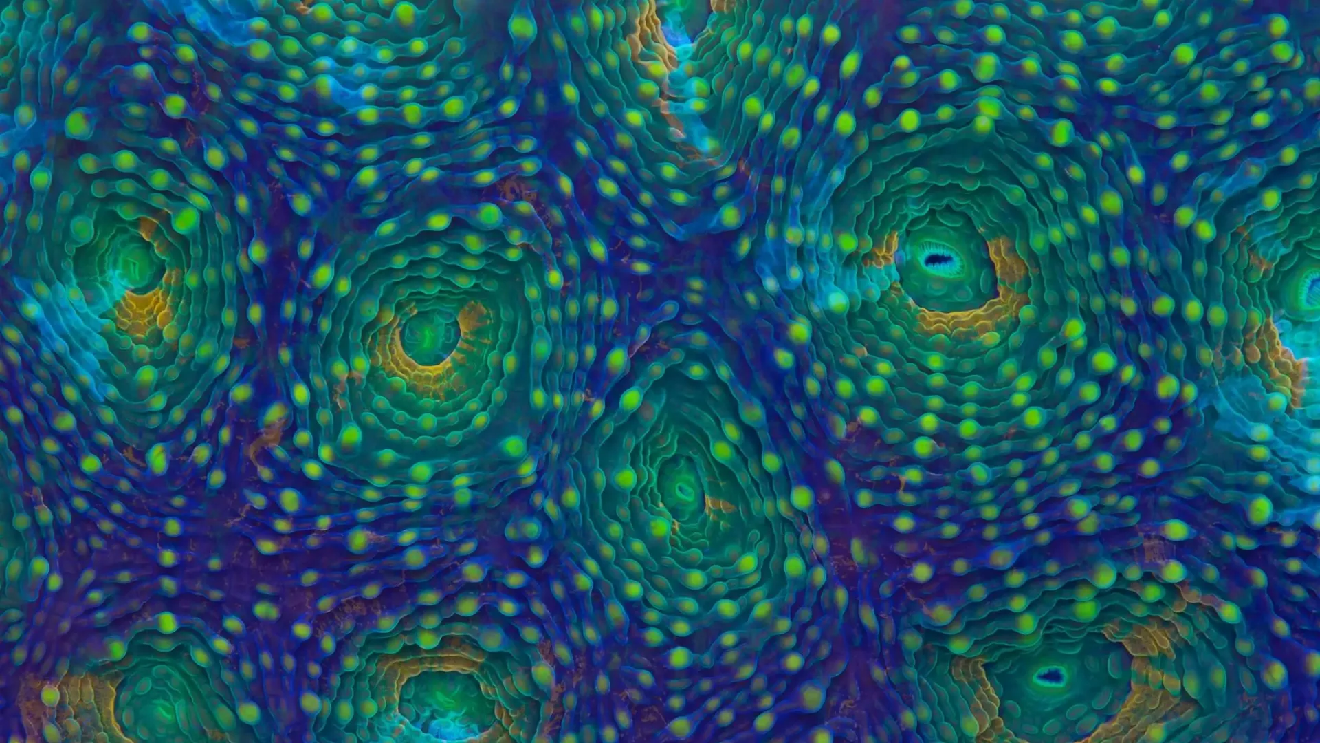 Marine Biogeochemistry
