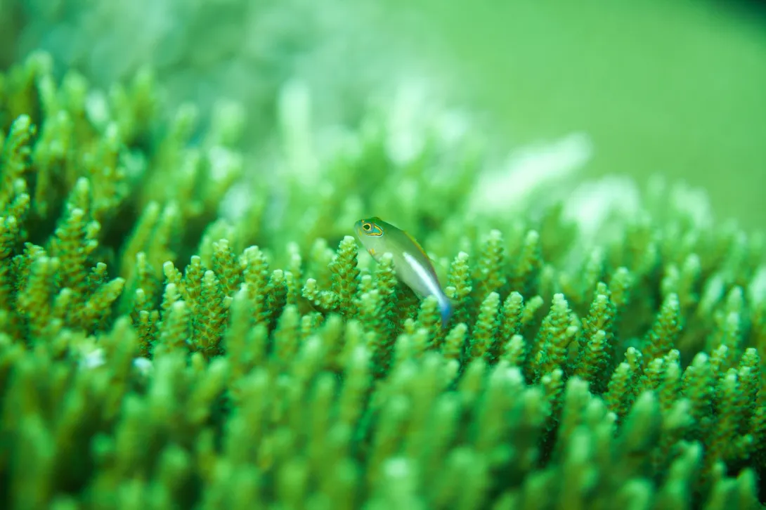 Fish in green coral