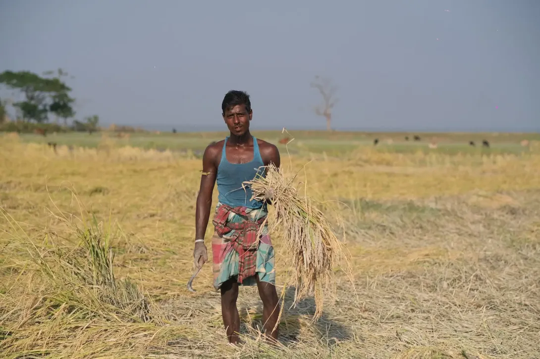 Man harvesting rice in a field