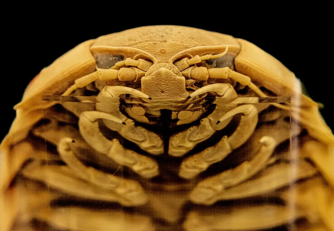Deep-Sea Creatures
