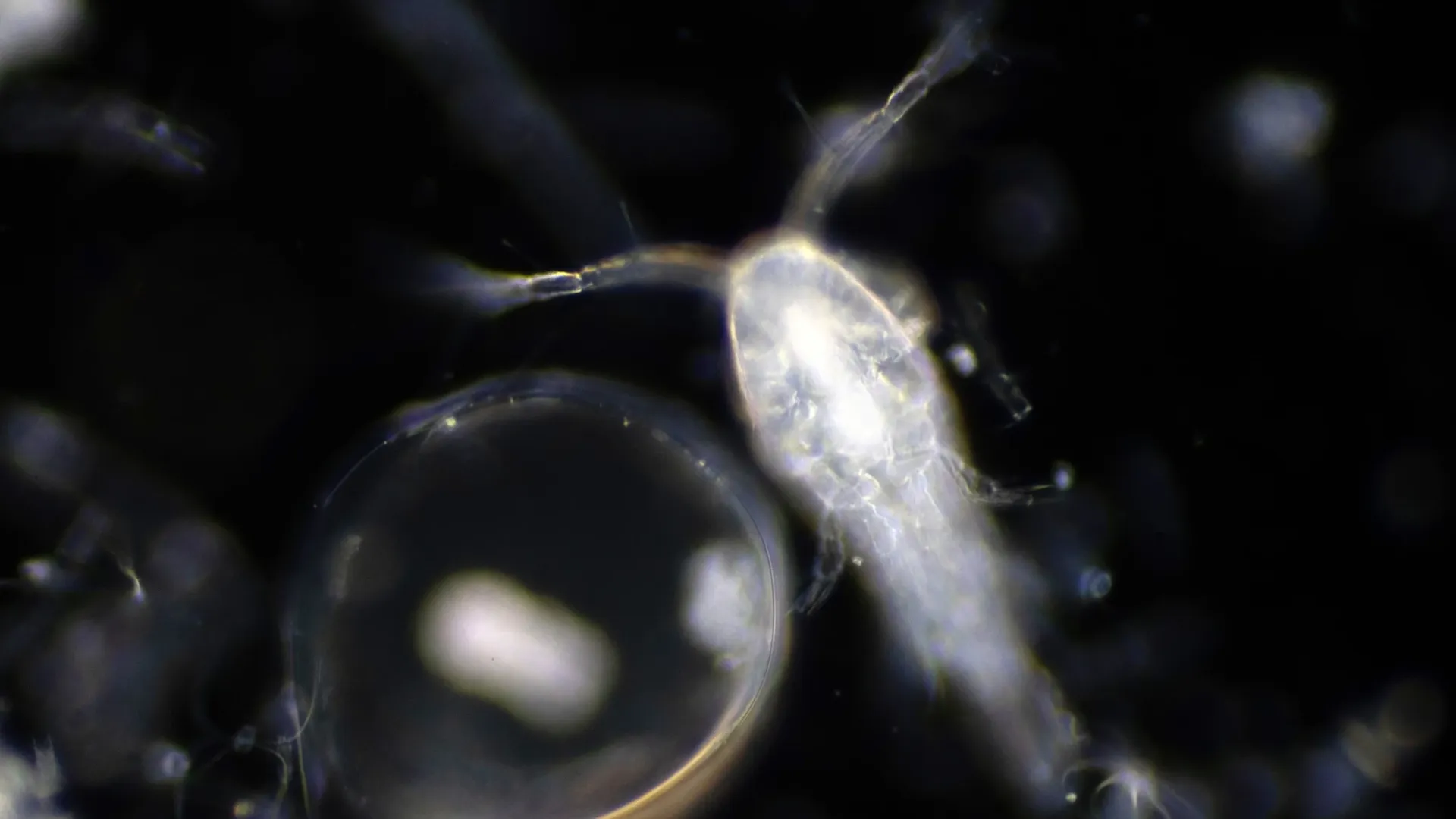 Plankton