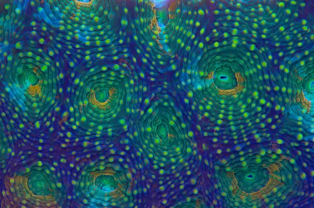 Rainbow Acanthastrea Coral