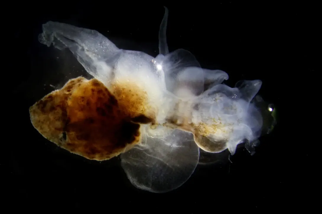 Zooplankton