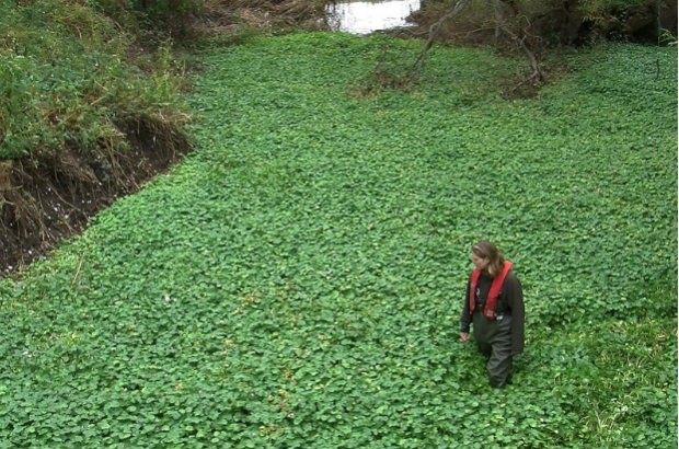 Floating pennywort