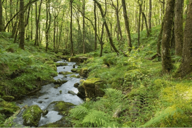 image of a stream surrounding by trees