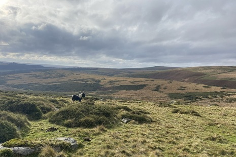 Photograph of a Dartmoor pony in the Dartmoor landscape