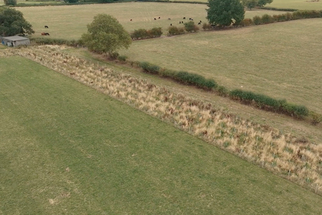 Aerial view of farmland including a hedge separating fields