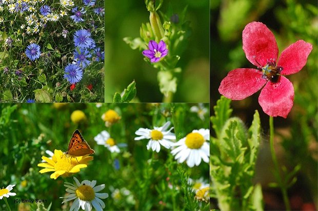 A selection of rare arable plants