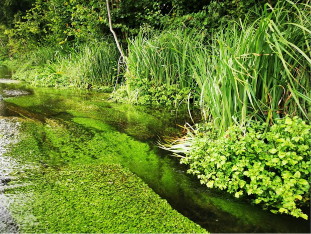 A river surrounded by lush vegetation.