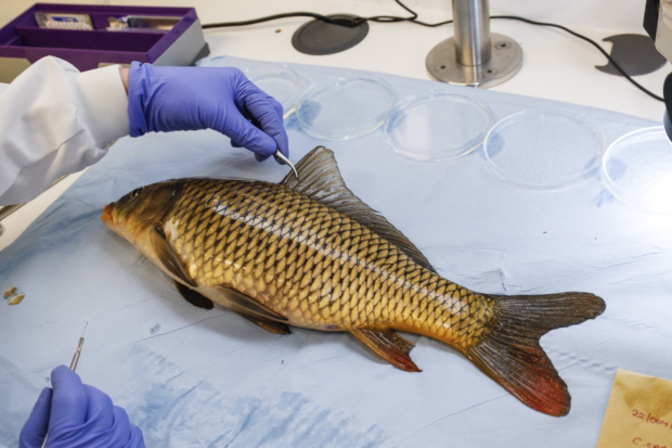 A koi lying on a laboratory table