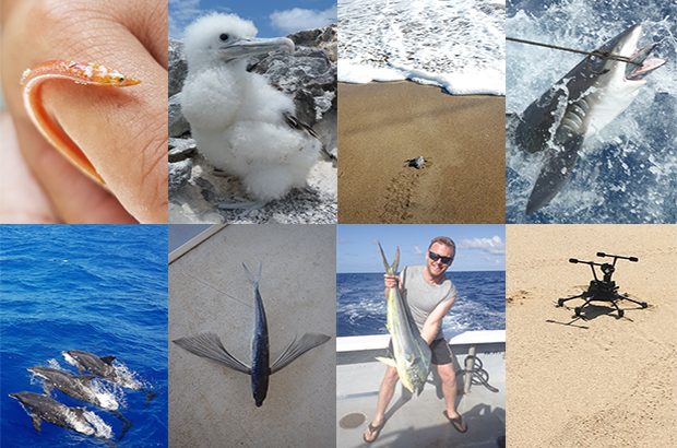 Blue Belt Ascension Island