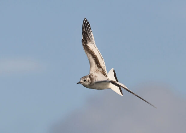 Little gull in flight