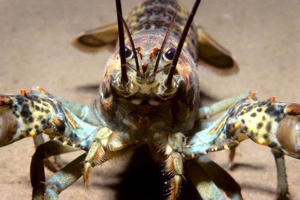 american lobster
