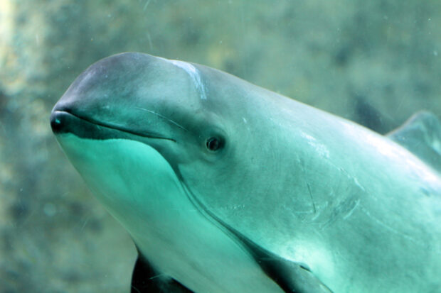 Harbour porpoise