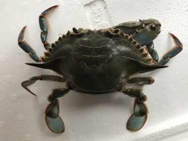 blue crab