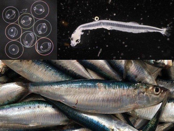sardine eggs, larvae and adult fish