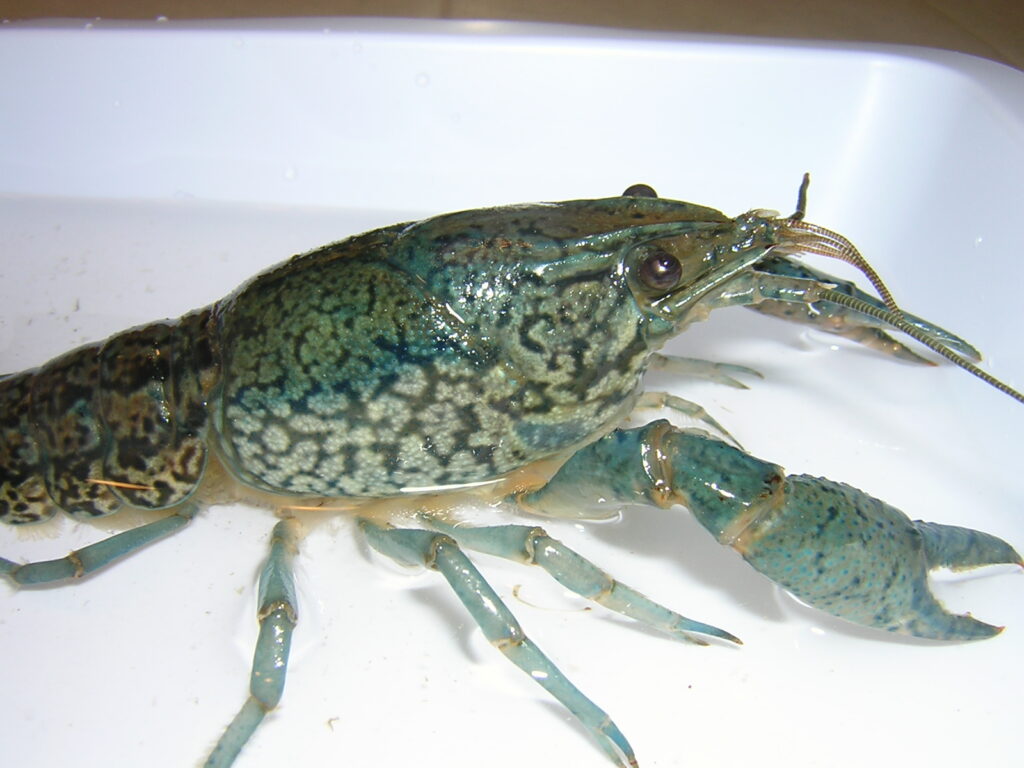 marbled crayfish