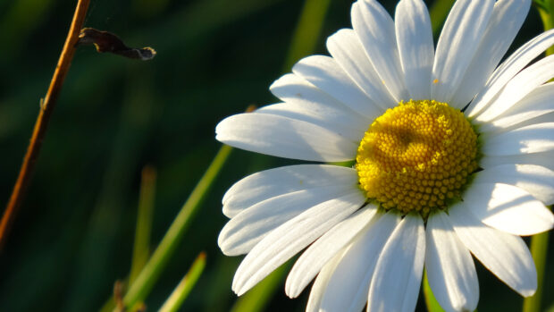 large daisy close