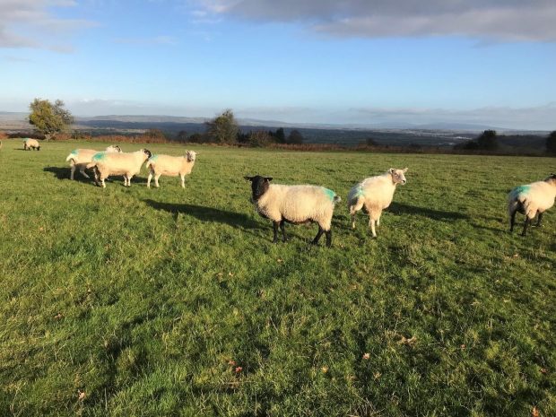 Sheep in a field