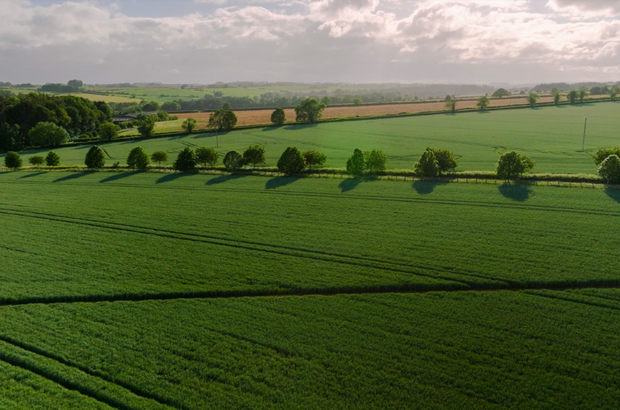 Aerial view of green farmland with rows of crops divided by hedgerows and a line of evenly spaced trees casting long shadows, under a partly cloudy sky stretching across a gently rolling countryside.
