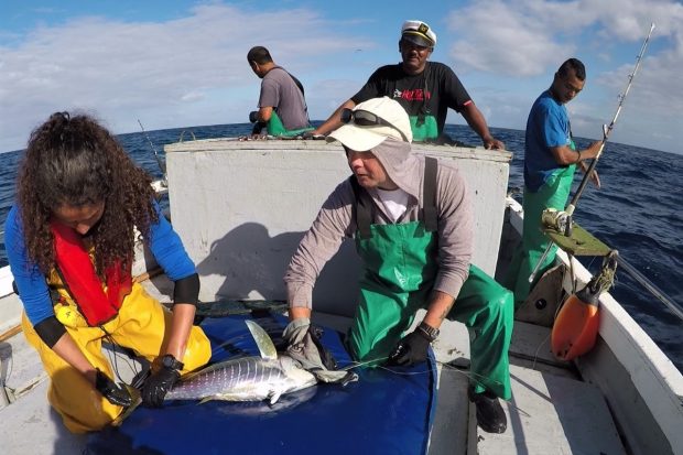 Blue Belt Programme scientist Serena Wright from Cefas works with St Helena fishermen to tag a tuna ready for release. St Helena fishers have now released over 1500 tagged tuna.