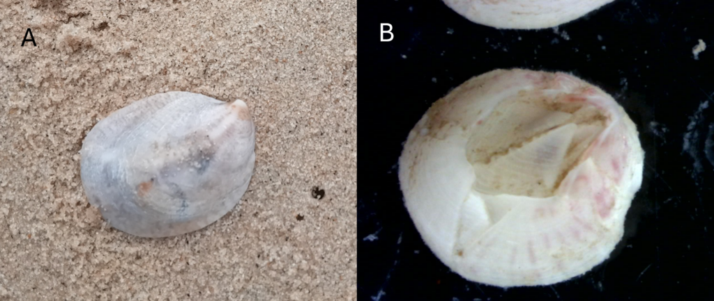 slipper limpet and barnacle on sand