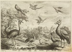 T11224 &copy; Tate Images | <i>from</i> Various Birds and Beasts Drawn from the Life, Japan Peacock; Crane; Toucan; Parrat; Teale; Gambo Goose; Mallard; Pellican of India; B: of Paradice