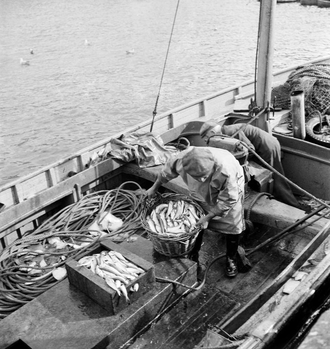 Black and white photograph of the interior of a boat, with a fisherman landing baskets of fish.
