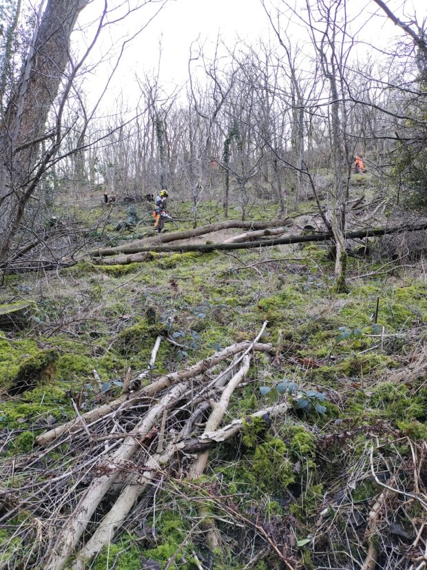 Image shows dead branches lying on the ground, they are the victim of the ash die back disease which is causing havoc across our woodlands.