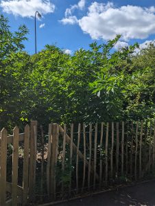 A picture of the London Road Forest Border contained within a fence