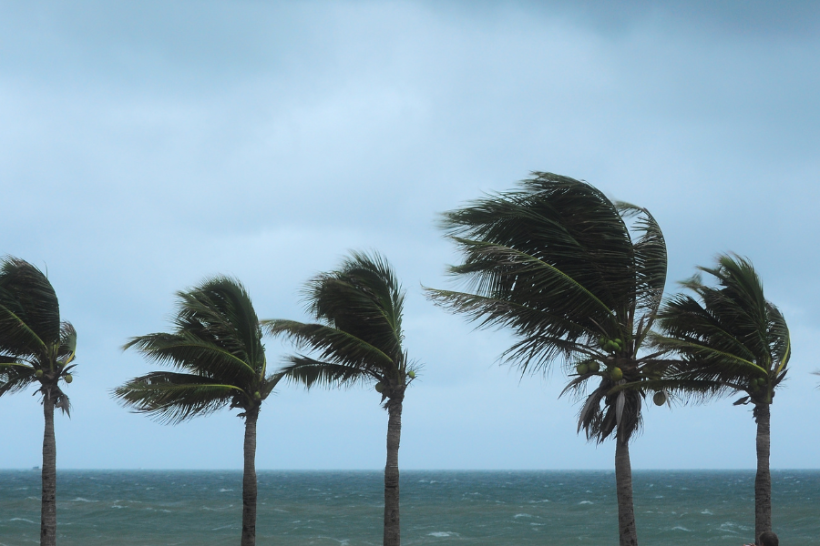 Palm trees in the wind