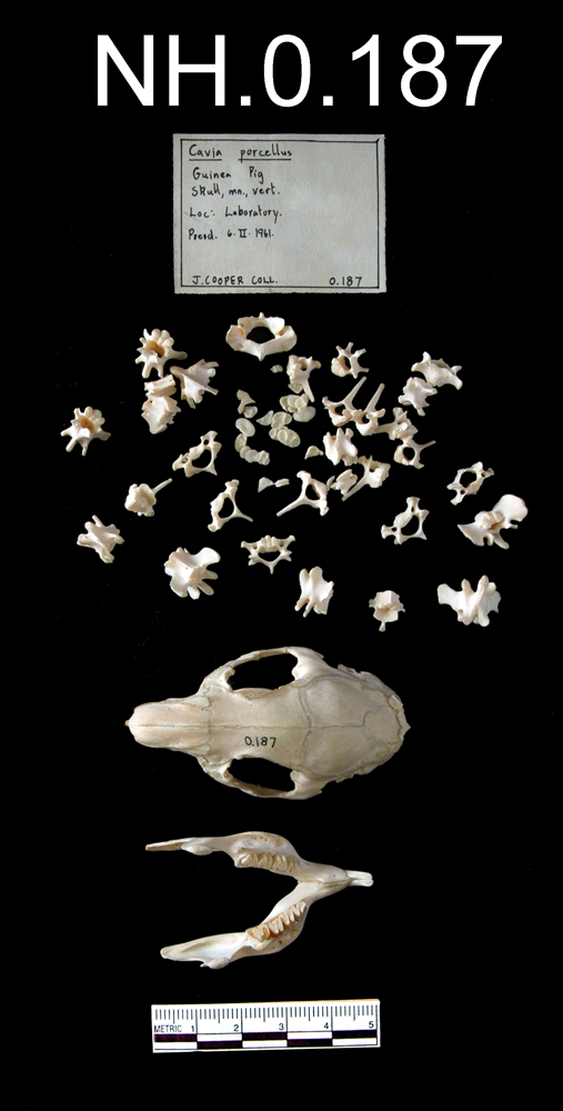 Image of Guinea Pig