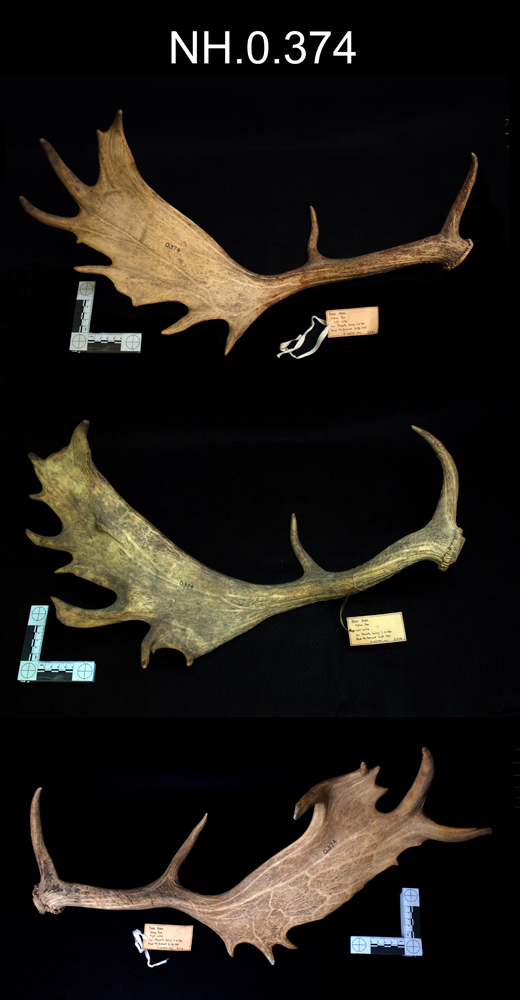 Image of Fallow Deer