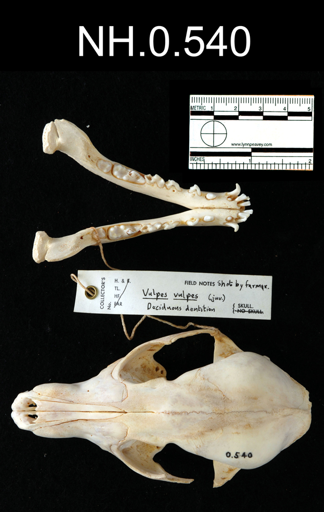 Image of Red Fox