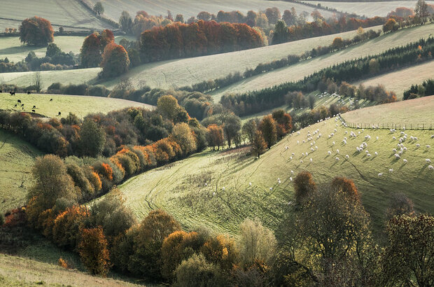 A patchwork of fields including sheep and cows taken in the Cotswolds, Gloucestershire.