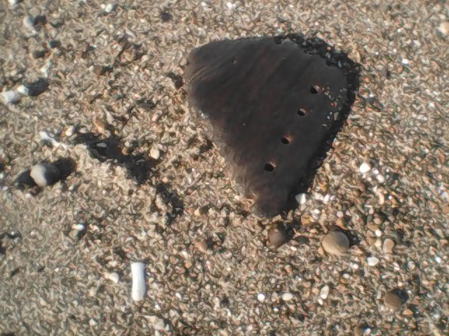 Fan shaped fragment of brown wood with holes in it, on a background of lighter-coloured brown sand with shells and pebbles